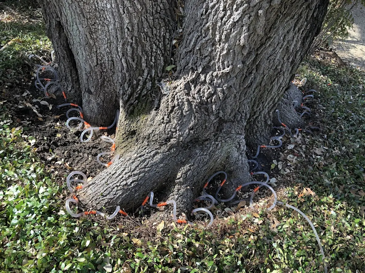 Detailed Tree Cabling and Bracing job site in Kylertown